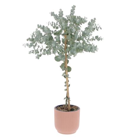 Pianta Alberello di Eucalipto Eucalyptus Gunnii H 40 50 Vaso Ø 15 cm