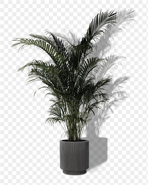 Palm Tree PNG With Transparent Background