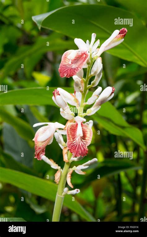 A Small Purple And White Flower Bloom In A Hawaiian Botanical Garden