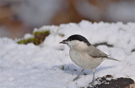 Marsh Tit Bird Wildlife Free Photo On Pixabay