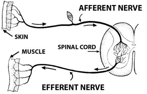 Anatomy And Physiology Chapter Fundamentals Of The Nervous System