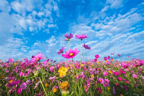 10 Cosmos Plant 4k Wallpapers