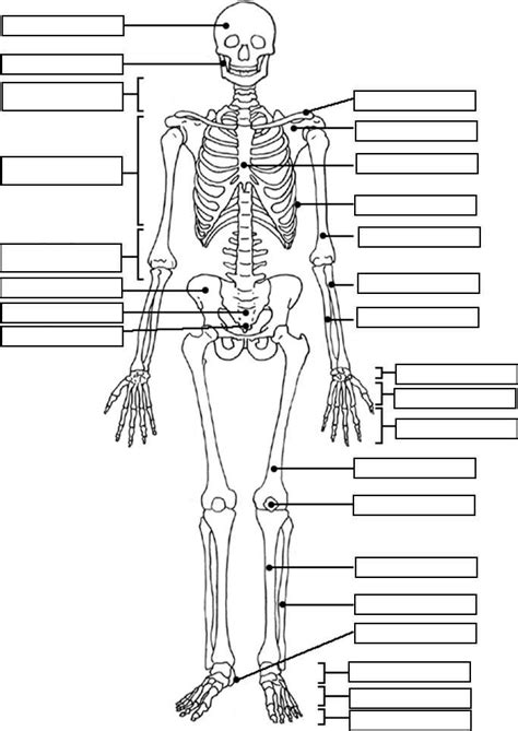 Pin By Amberly Smith On Foundations Cycle 3 Anatomy Coloring Book