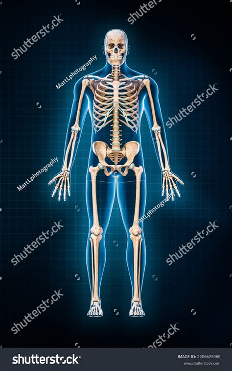 Human Skeletal System 3d Rendering Illustration ภาพประกอบสตอก