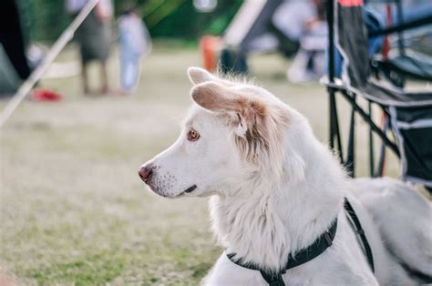 Cinomose em cães: sinais, diagnóstico e cuidados