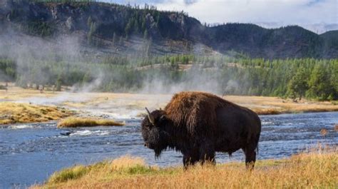 Spot Incredible Wildlife At These National Park Across The Us Flipboard