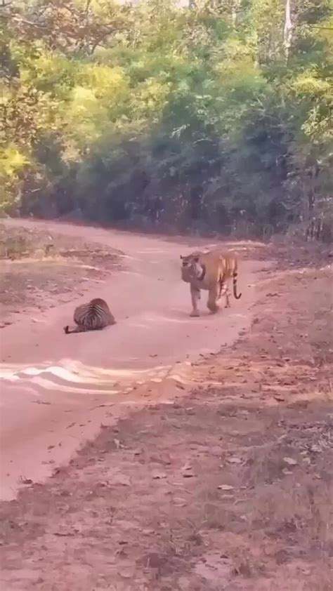 Tiger Vs Tigress Fight Just Look At The Insane Size Difference 24vids