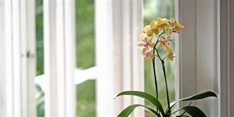 This Simple Hack Will Keep Your Orchid Alive Longer