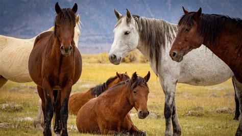 wild horses  photography history  conservation