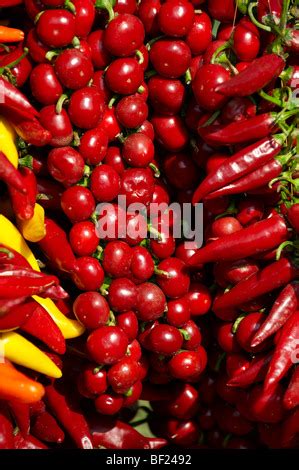 Red Chili Peppers Capsicum Annuum Stock Photo Alamy