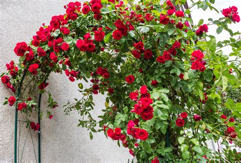 20 Beautiful Climbing Plants That Instantly Transform Boring Walls