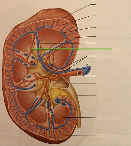 A P 2 Lab Exam 3 Reproductive And Urinary Flashcards Quizlet