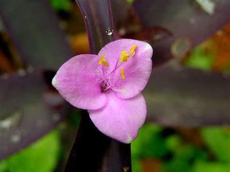 Purple Heart Wandering Jew Purple Queen Tradescantia Pallida Flower