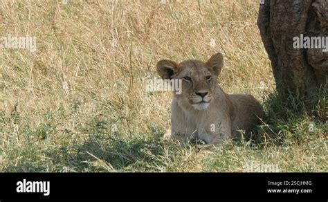 African Lion Panthera Leo Cub Yawning Nairobi Park In Kenya Real