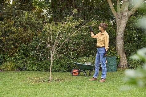 How To Prune Fruit Trees Stihl