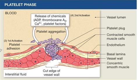 Skin Soft Tissue Healing Flashcards Quizlet