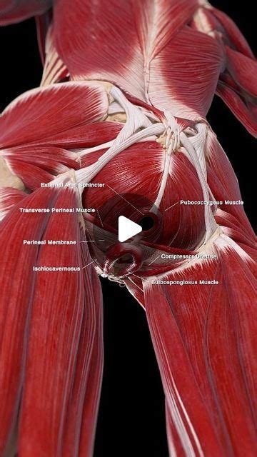 Pin By Niccemenezes On CORPO HUMANO Human Body Anatomy Pelvic Floor