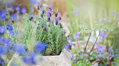 Gardening Expert Says You Should Do One Job In February To Get Lots Of