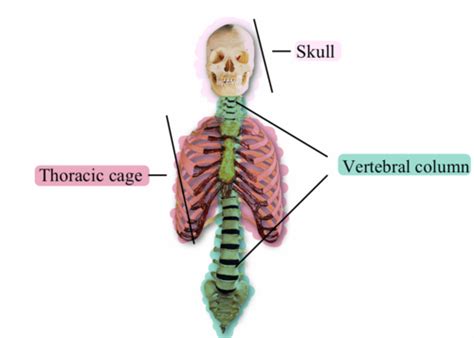 Anatomy Test Axial Skeleton Skull Flashcards Quizlet