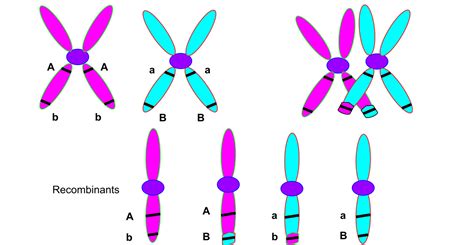 Unit Cellular Reproduction Assessment Review Jeopardy Template