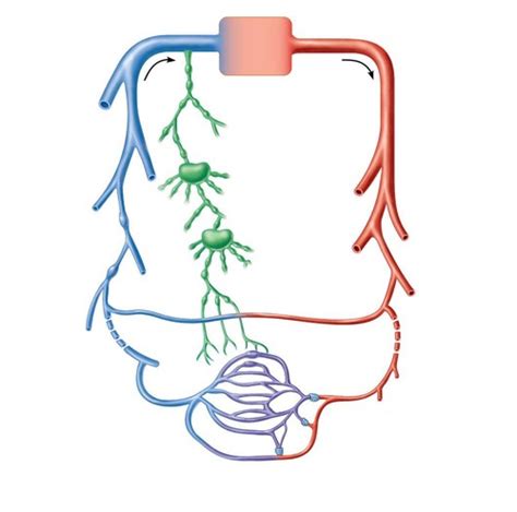 The Cardiovascular System Blood Vessels Overview Flashcards Quizlet