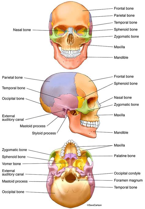 Bones Of The Human Skull Photo Medical Anatomy Medical Knowledge