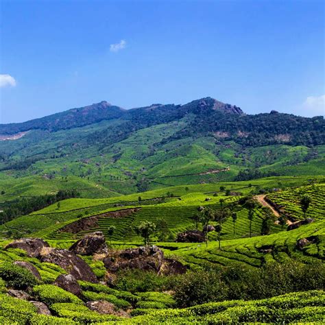 Discover Indias Most Scenic Tea Plantations