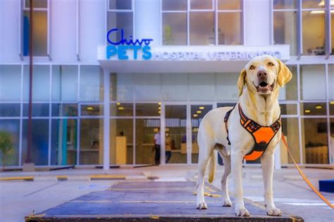 Hospital Veterinario Chivo Pets E IBA Cerrados Por Mandato Presidencial