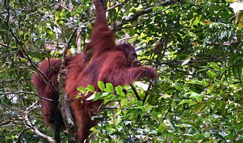 Meryl Starts Her Exciting New Life In The Wild Orangutan Outreach