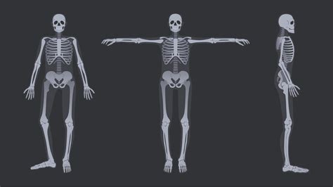 Human Skeleton X Ray Detailed Radiology Full Body Bone Structure