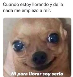 35 ideas de Memes imágenes graciosas chistes graciosos chistes para