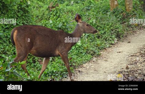 Sambar Deer Rusa Unicolor Grazing In Forest In Chitwan National Park