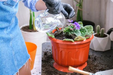 Flores Todo el Año en Tu Hogar Secretos que los Mejores Jardineros