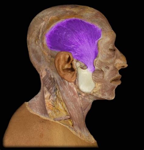 Anat Lab Head Neck Respiratory System Flashcards Quizlet