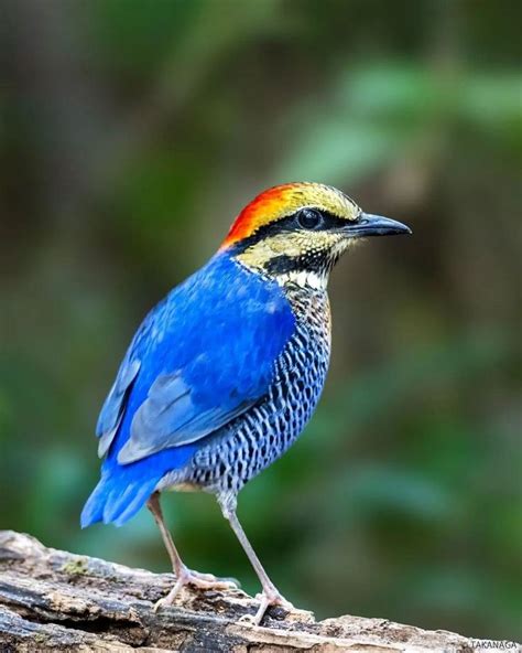 Colorful Bird Perched On A Tree Branch