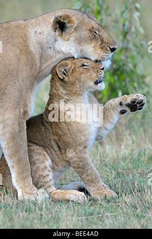 Lions Panthera Leo Masai Mara Reservation Kenya Stock Photo Alamy