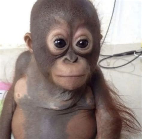 Gerber Life Cute Baby Monkey Baby Gorillas Baby Orangutan