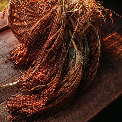 Tennessee Red Broomcorn - Thresh Seed Co.