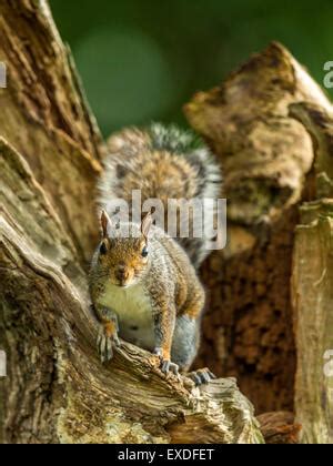 Single Grey Squirrel Sciurus Carolinensis Foraging In Natural