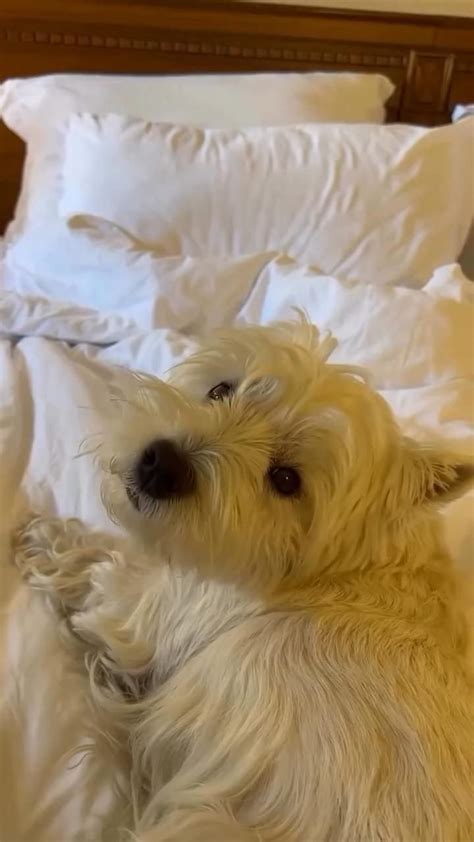 Comment Yes Is You Love Westie Do You Want To See More Cute Westies