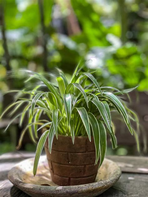 Ni Sanseviera Ni Aloe Vera Esta Es La Mejor Planta Para Absorber La