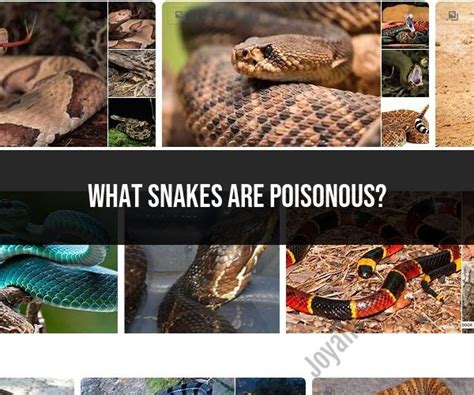 Poisonous Snakes In Arizona Hebrew Jpost