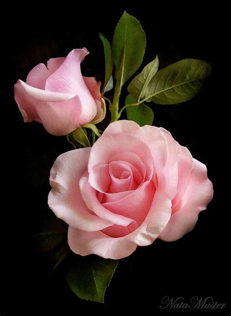 Flowers Beautiful Roses Pink Flowers Beautiful Flowers