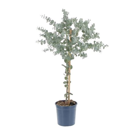 Pianta Alberello di Eucalipto Eucalyptus Gunnii H 40 50 Vaso Ø 15 cm