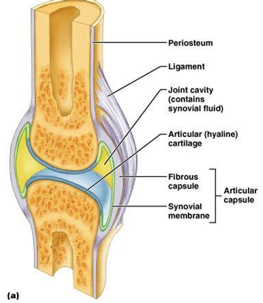 Anatomy Lab Unit Joints Movements Flashcards Quizlet