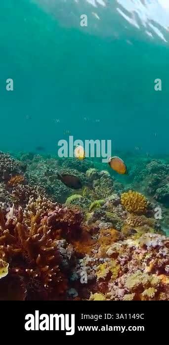 Underwater Tropical Colourful Soft Hard Corals Seascape Underwater