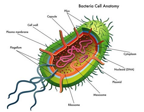 Bacteria Cell Anatomy Medical Illustration Of The Bacteria Cell