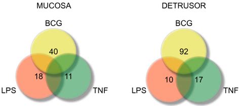 Molecular Networks Discriminating Mouse Bladder Responses To