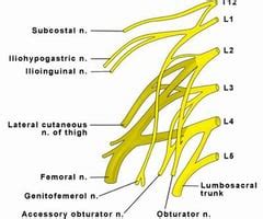 Lumbosacral Plexus Flashcards Quizlet