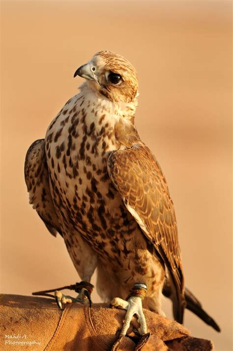 Falcon A Sparrow Hawk Fort Worth Tx Oklahoma City They Would Be